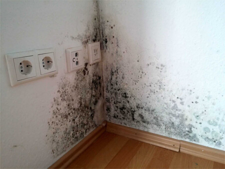 Mold on the walls