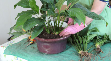 Planting an adult plant