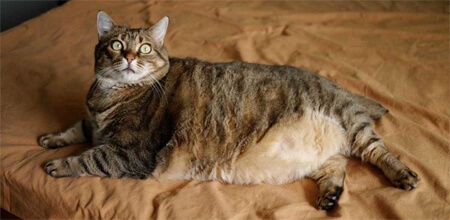 Кіт з ожирінням