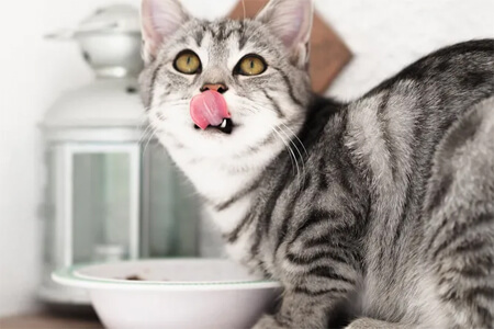 The psychology of feeding cats
