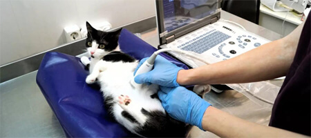 Detección ultrasónica de preñez en gatas