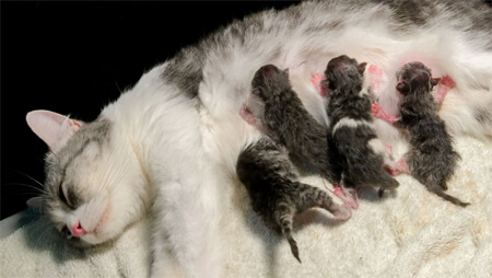 Normal postpartum condition of cats and kittens
