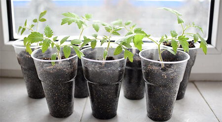Plántulas de tomate listas para plantar