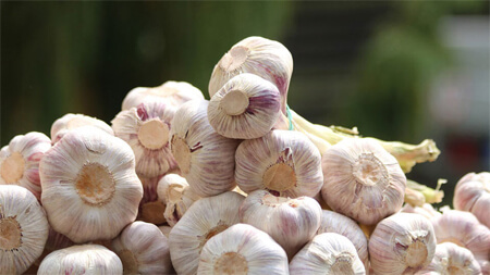 Winter Garlic Bulbs