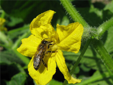 Bee pollination