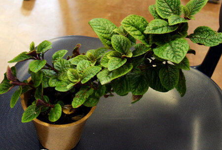 Growing mint at home in a pot