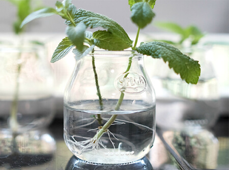 Growing mint from cuttings