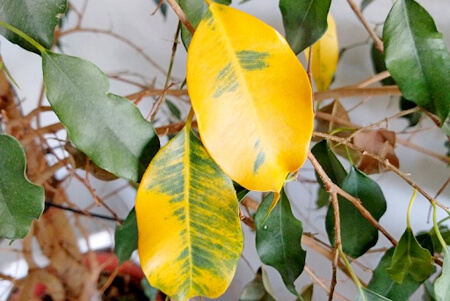 Las hojas amarillas son una señal de cuidado inadecuado
