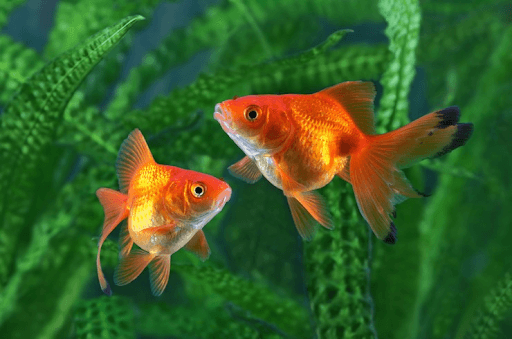 Искусственные водоросли в аквариуме с золотыми рыбками