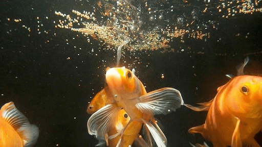 Кормление золотых рыбок