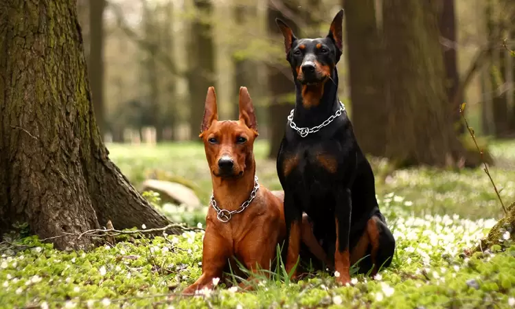 All about the German Pinscher dog, photo, description of the breed
