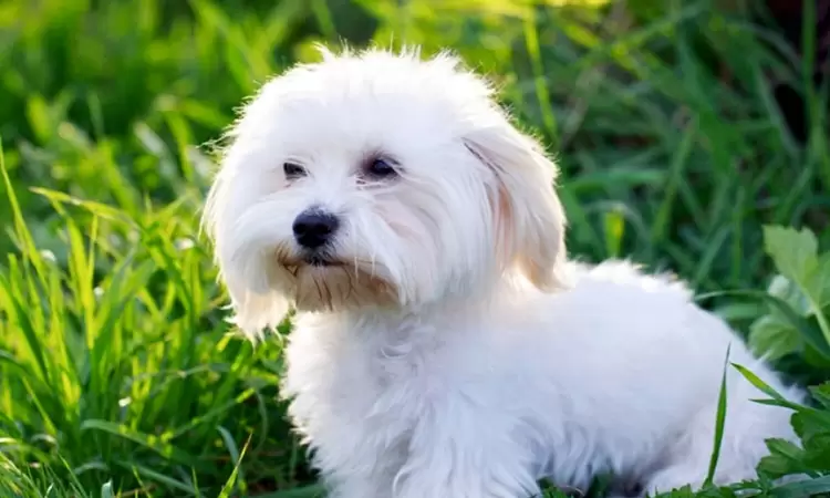 Bolognese dog (Italian lap dog), breed description