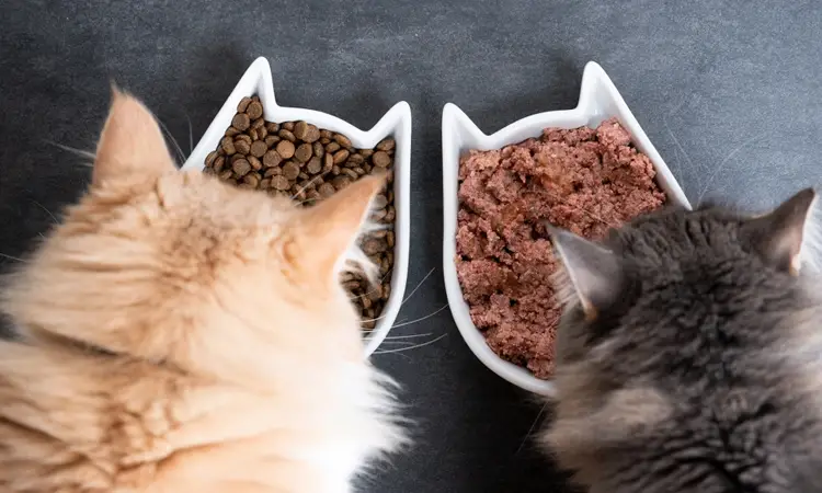 ¿Cómo y qué alimentar a un gato?