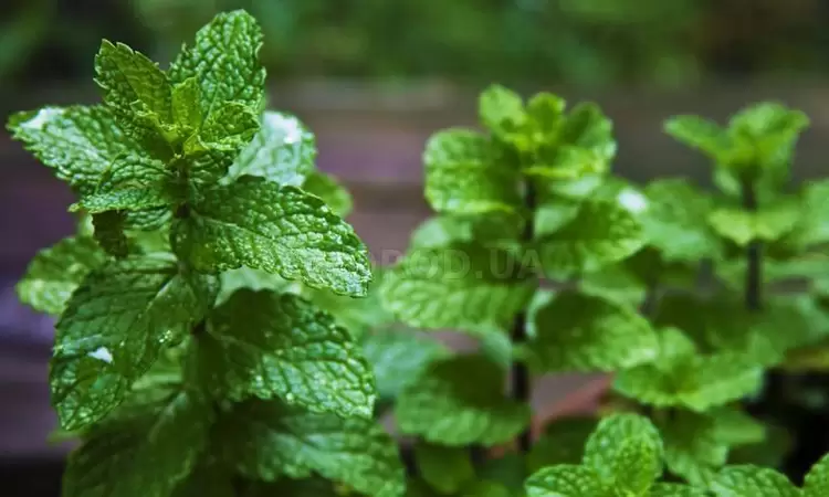 How to grow mint at home all year round?