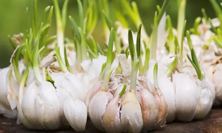 How to plant garlic before winter for a good harvest
