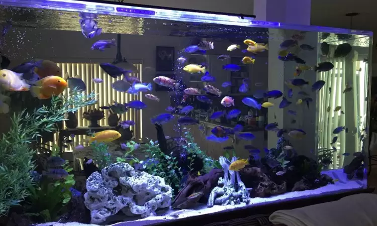 How to properly care for an aquarium