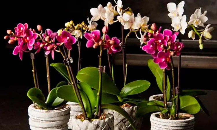 ¿En qué suelo plantar una orquídea?