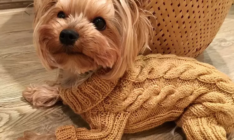 Knitted clothes for dogs: dress up, warm, warm