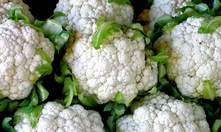 Planting cauliflower and growing outdoors