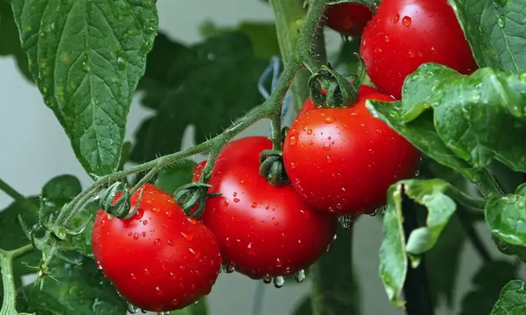 Plantación adecuada de plántulas de tomate en campo abierto.
