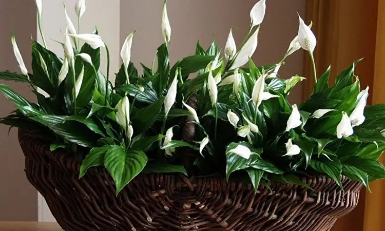 Spathiphyllum and its varieties. What to do if it does not bloom?