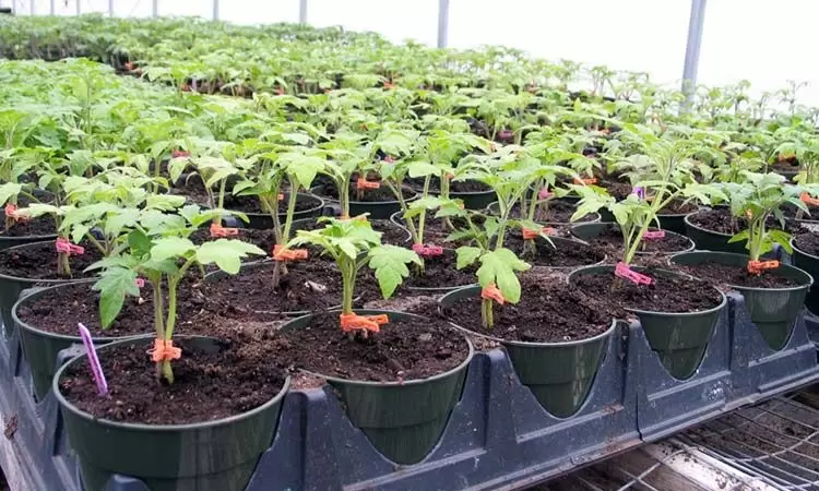 Коли садити помідори на розсаду та як це робити?