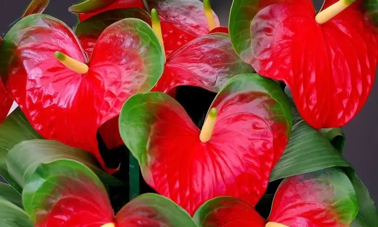 Why do anthurium leaves turn yellow and what to do about it?